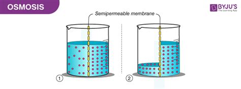 What Is Osmosis? - Definition, Types, Osmotic Pressure