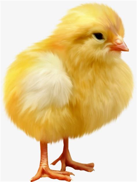 Cute Chick Aberdeen Plush Clipart