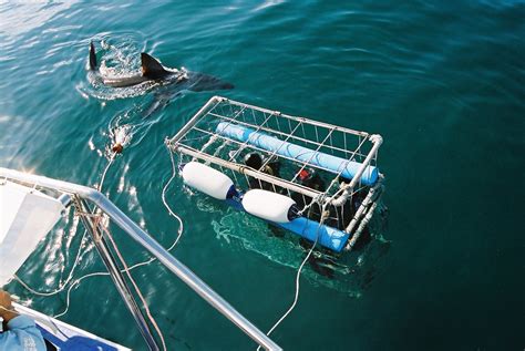 Shark cage diving in Gansbaai location