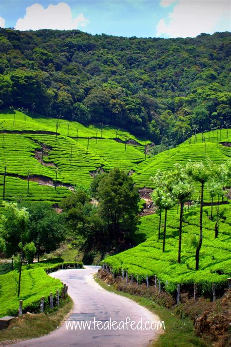 A Global Expedition: Uncovering the Top Tea Growing Regions | Growing ...