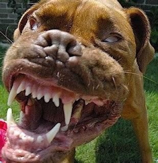 Funny Animal Photos: Really Mad Angry Dangerous Dog