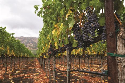 "The True Value of California Wine Grapes," by Olena Sambucci and ...