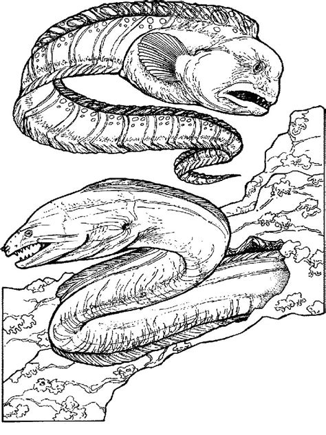 Eel Coloring Pages - Best Coloring Pages For Kids