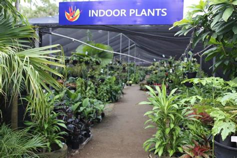 Best Indoor Plant Nursery Brisbane - Buy Indoor Plants at Oxley Nursery.