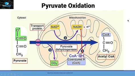 Aerobic Respiration Part 2 (Pyruvate oxidation) - YouTube