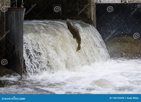 Salmon at Fish Ladder. stock photo. Image of jumping - 198195098