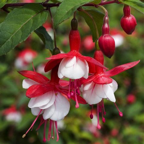 Pin by Linda Mcguire on FUCHSIA * * | Fuchsia plant, Fuchsia flowers ...