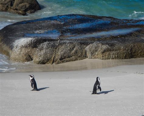 Pinguïns Boulders Beach Kaapstad, die moet je zien tijdens je rondreis!