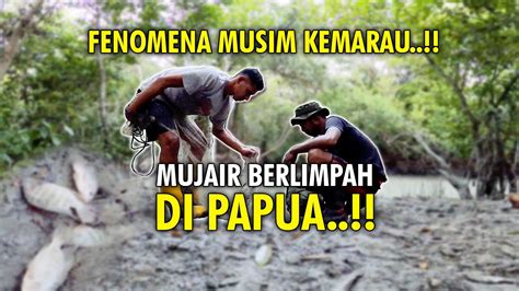 Fenomena Musim Kemarau di Papua‼️Panen Ikan Mujair‼️ - YouTube