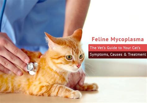 Feline Mycoplasma – The Vet’s Guide to Your Cat’s Symptoms, Causes ...