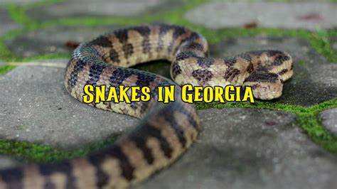 45 Types of Snakes In Georgia (Pictures & Identification)