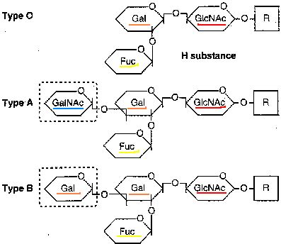 Structure of ABO blood group antigen(Simiyu, 2015) | Download ...