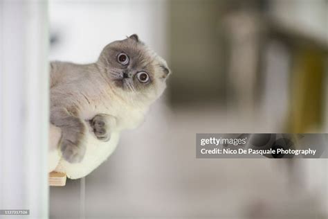 Scottish Fold Playing High-Res Stock Photo - Getty Images