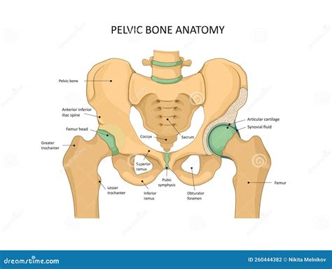 Pelvis Bone Anatomy. Sacrum Ischium Pubis And Ilium. Vector ...