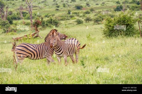 Zebra mating hi-res stock photography and images - Alamy