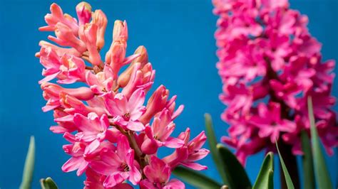 When to plant hyacinth bulbs: for an fragrant spring display | Homes ...