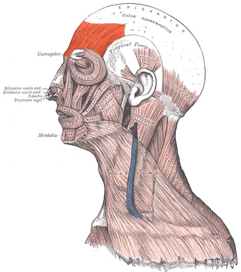 Frontalis muscle - Wikipedia