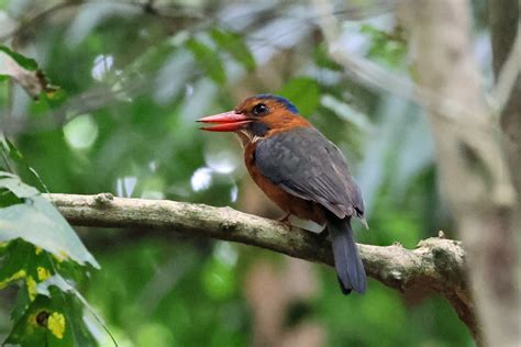 Taxonomy Kingfishers (Alcedinidae) - Observation.org