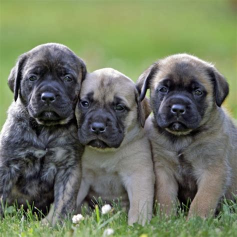 English Mastiff Dog Breed Information, Images, Characteristics, Health