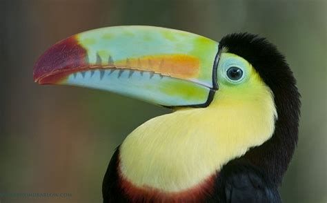 The Toucan was in a large enclosure, the folks there would place them ...