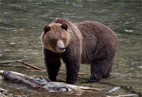 Protecting crucial grizzly bear habitat in Montana’s oldest forests ...