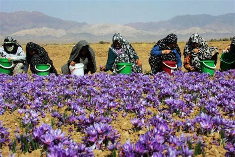 Iranian Saffron - The World’s Most Expensive Spice