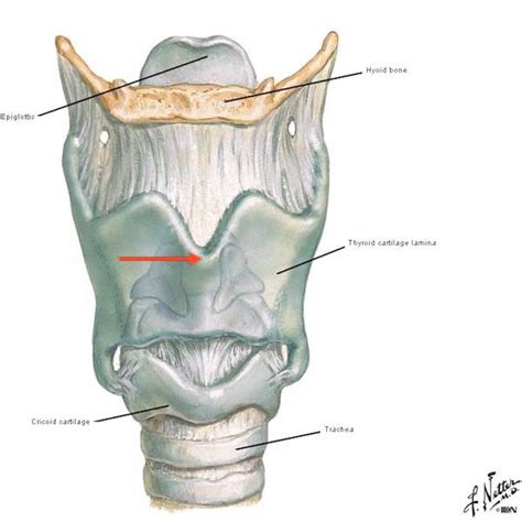 Anatomy Lesson #42: “The Voice – No, not that One!” – Outlander Anatomy