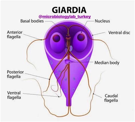 Giardia lamblia - Microbiology Laboratory Turkey