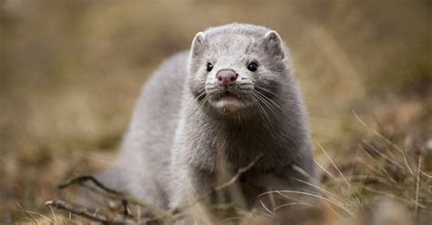 Pine Marten vs Mink: What's the Difference? - Wiki Point