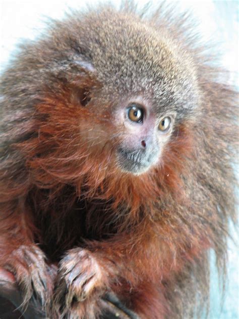 New Titi Monkey Species Discovered In Amazon | WIRED