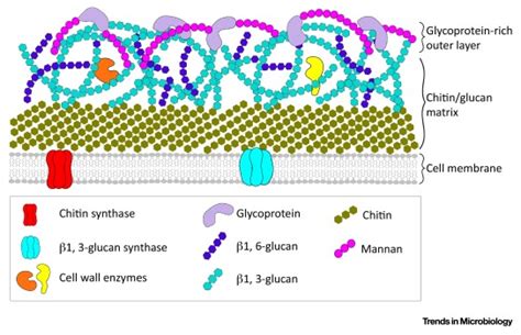 The Role of the Fungal Cell Wall in the Infection of Plants: Trends in ...