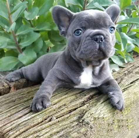 blue french bulldog puppies for sale/merle french bulldog for sale