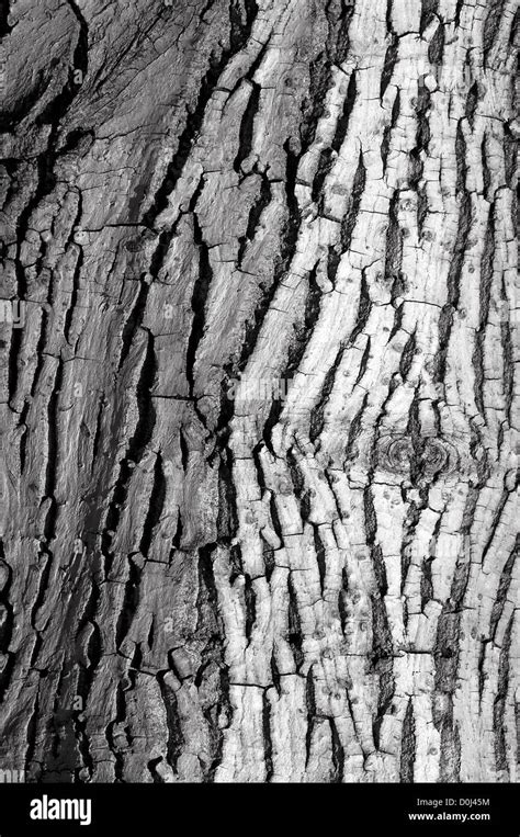 Walnut tree bark hi-res stock photography and images - Alamy