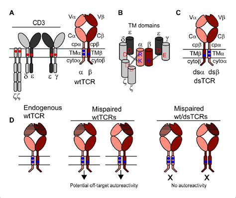 Schematic outlining the domain-swapped TCR strategy. (A) The TCR/CD3 ...