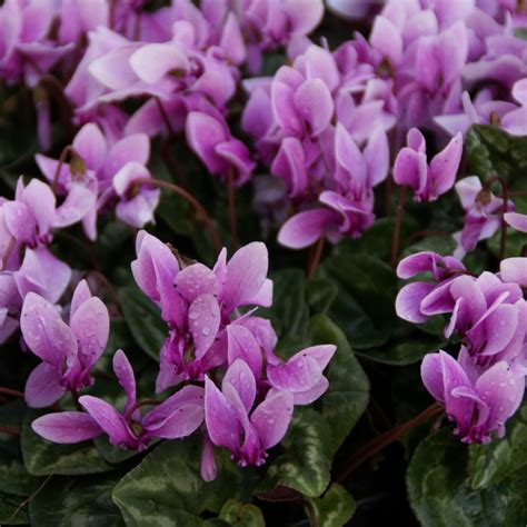 Cyclamen hederifolium