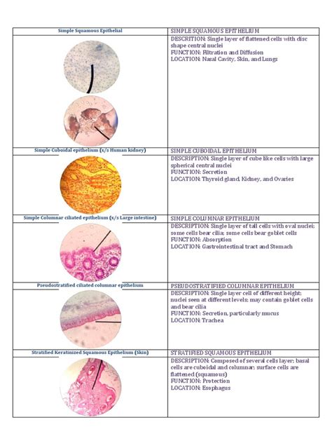 Different types of tissue | Epithelium | Connective Tissue | Free 30 ...