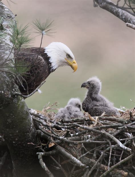 Pennsylvania Reports Record Number of Bald-Eagle Nests | From the Field