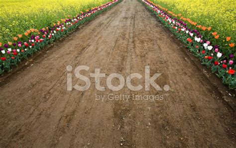 Flower Road Stock Photo | Royalty-Free | FreeImages