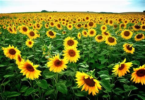 1024x768 resolution | yellow Sunflower flower field at daytime HD ...