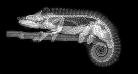 In Photos: Eerie Zoo Animal Skeletons, in X-Rays | Live Science