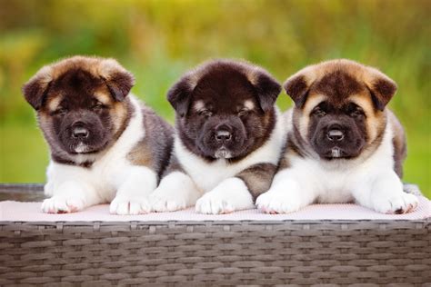 7 Facts About Akitas - Greenfield Puppies