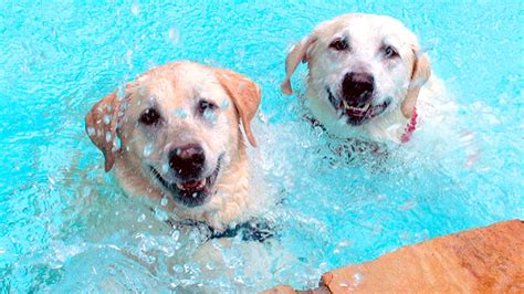 Puppies Playing in Water | Smiling dogs, Cute puppy videos, Puppy play