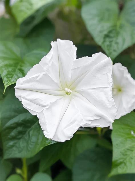 All about caring for the stunning night-blooming moonflower vine!