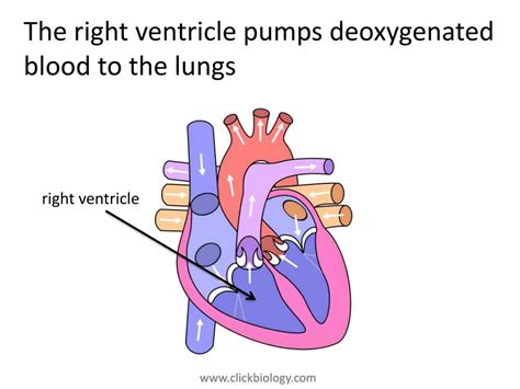 PPT - Heart Structure PowerPoint Presentation, free download - ID:2649430