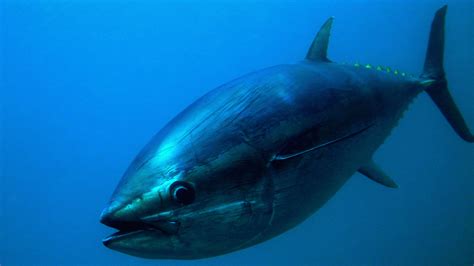 Implementing an Ocean-Wide Harvest Strategy for Pacific Bluefin Tuna ...