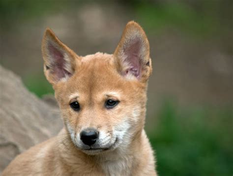 Dingo Pup Stock Photos, Pictures & Royalty-Free Images - iStock