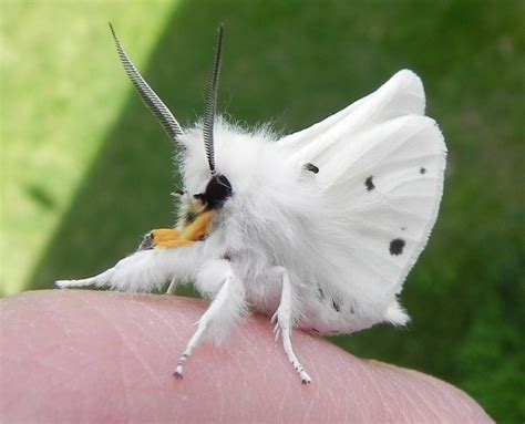 TYWKIWDBI ("Tai-Wiki-Widbee"): Virginia Tiger Moth (Spilosoma virginica ...