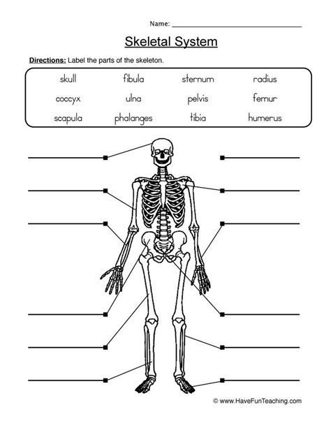 Quiz 3: Skeletal System