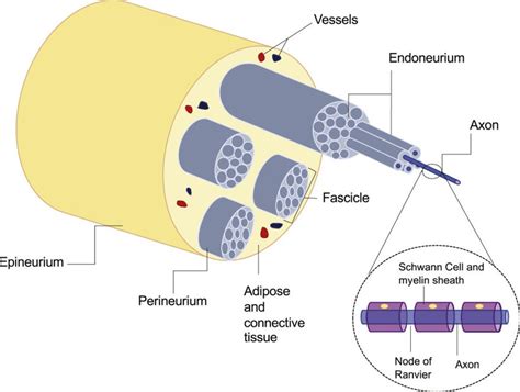 Peripheral Nerve Structure