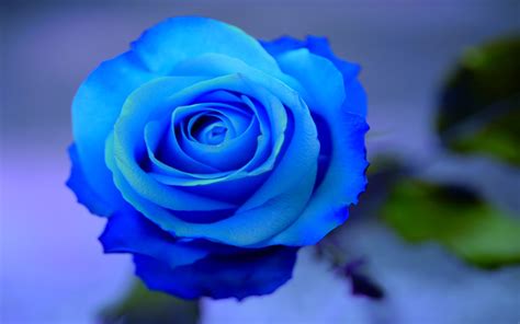 Blue Rose Flowers - Flower HD Wallpapers, Images, PIctures, Tattoos and ...